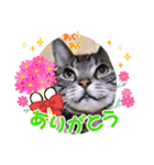 まいにち猫日和（個別スタンプ：8）