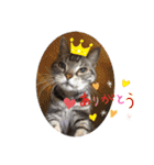 まいにち猫日和（個別スタンプ：9）