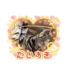 まいにち猫日和（個別スタンプ：11）