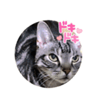 まいにち猫日和（個別スタンプ：12）