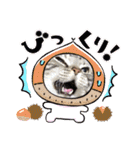 まいにち猫日和（個別スタンプ：15）