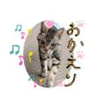 まいにち猫日和（個別スタンプ：19）
