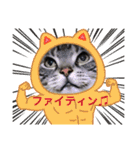 まいにち猫日和（個別スタンプ：22）