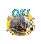 まいにち猫日和（個別スタンプ：24）