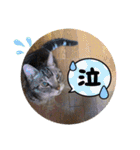 まいにち猫日和（個別スタンプ：29）