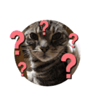 まいにち猫日和（個別スタンプ：35）