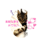 まいにち猫日和（個別スタンプ：37）