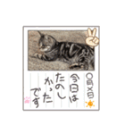 まいにち猫日和（個別スタンプ：38）