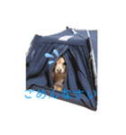 イッヌฅ^•ﻌ•^ฅ（個別スタンプ：5）