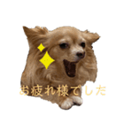 イッヌฅ^•ﻌ•^ฅ（個別スタンプ：6）