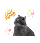 うさぎのノエルちゃん（個別スタンプ：1）