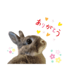 うさぎのノエルちゃん（個別スタンプ：3）