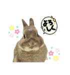 うさぎのノエルちゃん（個別スタンプ：5）
