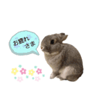 うさぎのノエルちゃん（個別スタンプ：6）