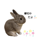 うさぎのノエルちゃん（個別スタンプ：12）