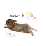 うさぎのノエルちゃん（個別スタンプ：17）