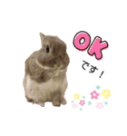 うさぎのノエルちゃん（個別スタンプ：19）