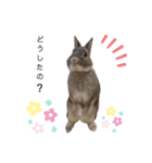 うさぎのノエルちゃん（個別スタンプ：23）