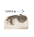 うさぎのノエルちゃん（個別スタンプ：24）