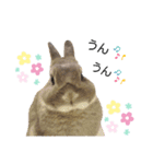 うさぎのノエルちゃん（個別スタンプ：25）