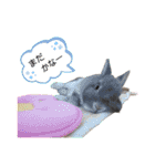 うさぎのノエルちゃん（個別スタンプ：31）