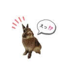うさぎのノエルちゃん（個別スタンプ：36）