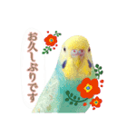 かわいい小鳥スタンプ・空色インコ（個別スタンプ：2）