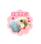 かわいい小鳥スタンプ・空色インコ（個別スタンプ：6）