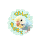 かわいい小鳥スタンプ・空色インコ（個別スタンプ：10）