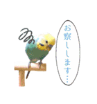 かわいい小鳥スタンプ・空色インコ（個別スタンプ：13）