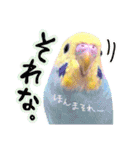 かわいい小鳥スタンプ・空色インコ（個別スタンプ：14）