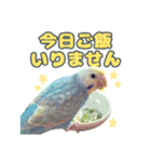 かわいい小鳥スタンプ・空色インコ（個別スタンプ：22）