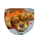 癒しのキャバリア ルビー（個別スタンプ：1）