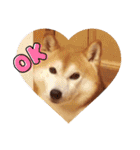 柴犬 ポンチのスタンプ（個別スタンプ：1）