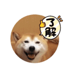 柴犬 ポンチのスタンプ（個別スタンプ：2）