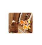 柴犬 ポンチのスタンプ（個別スタンプ：3）