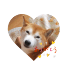 柴犬 ポンチのスタンプ（個別スタンプ：4）