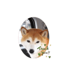柴犬 ポンチのスタンプ（個別スタンプ：5）
