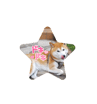 柴犬 ポンチのスタンプ（個別スタンプ：6）