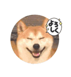 柴犬 ポンチのスタンプ（個別スタンプ：7）