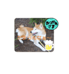 柴犬 ポンチのスタンプ（個別スタンプ：8）