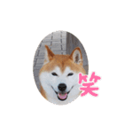 柴犬 ポンチのスタンプ（個別スタンプ：9）