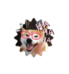 柴犬 ポンチのスタンプ（個別スタンプ：10）