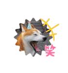 柴犬 ポンチのスタンプ（個別スタンプ：11）