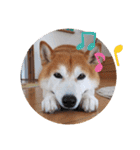 柴犬 ポンチのスタンプ（個別スタンプ：13）