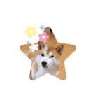 柴犬 ポンチのスタンプ（個別スタンプ：14）