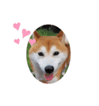 柴犬 ポンチのスタンプ（個別スタンプ：16）