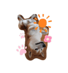 柴犬 ポンチのスタンプ（個別スタンプ：17）