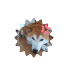 柴犬 ポンチのスタンプ（個別スタンプ：19）