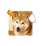 柴犬 ポンチのスタンプ（個別スタンプ：20）